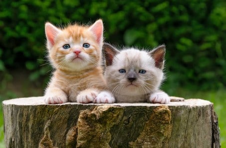 Conseils : comment gérer l&rsquo;arrivée de chatons ?