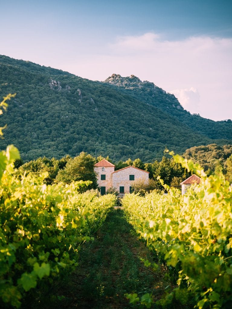 Une maison cachée dans les vignobles en Provence