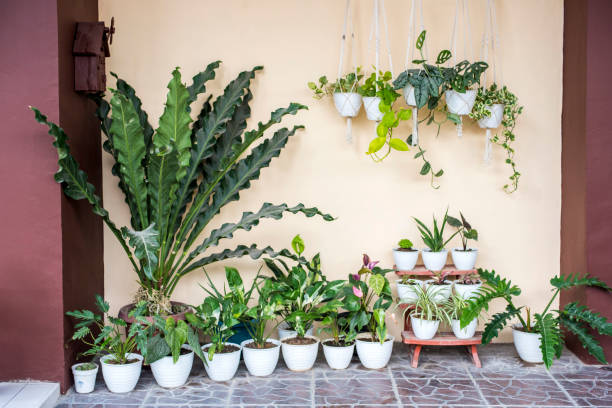 Pots de plantes vertes par terre sur une terrasse et posée sur un vieil escabeau