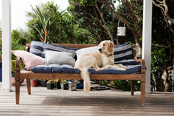 Labrador allongé sur un canapé avec coussin sur une terrasse