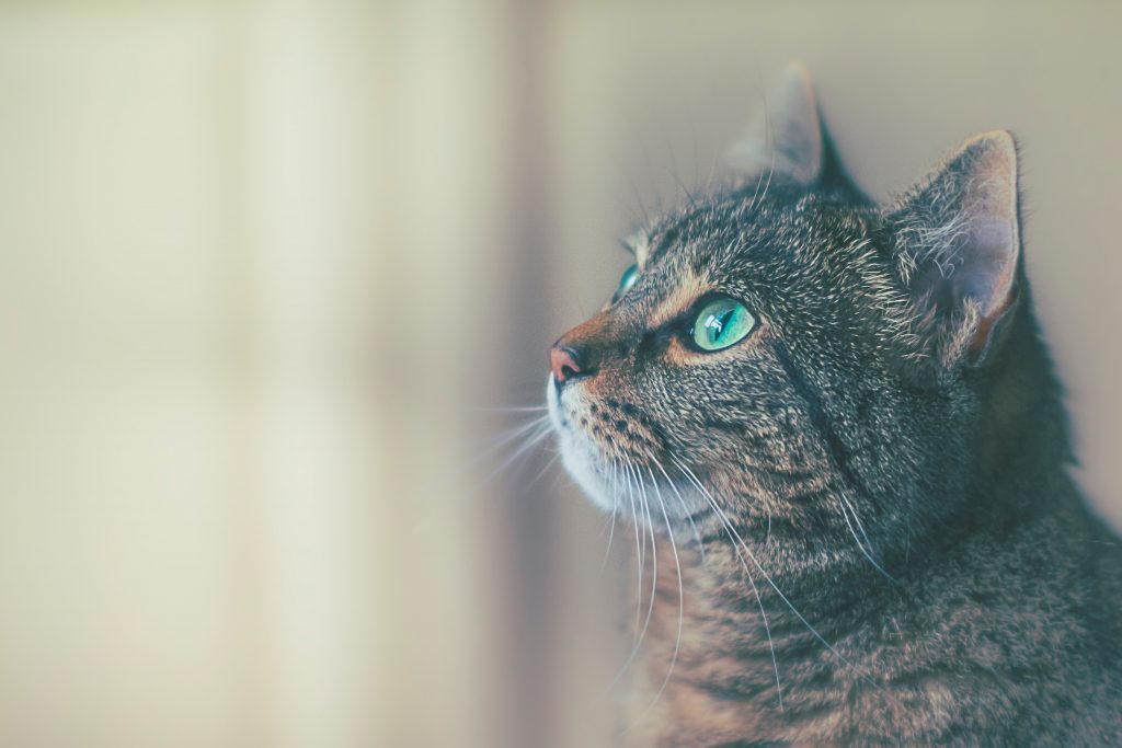 Gros plan sur la tête d'un chat tigré aux yeux verts vu de profil