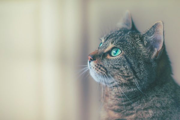 Gros plan sur la tête d'un chat tigré aux yeux verts vu de profil