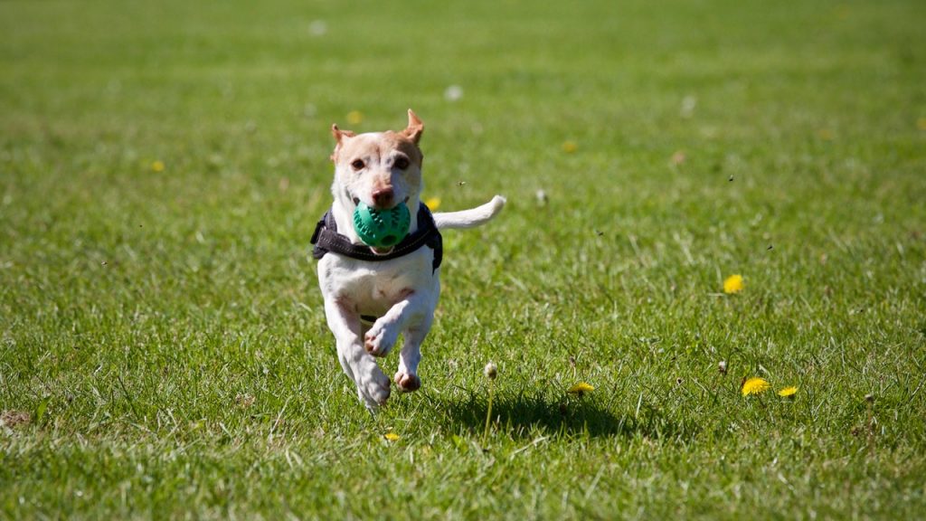 Chien qui court avec une balle