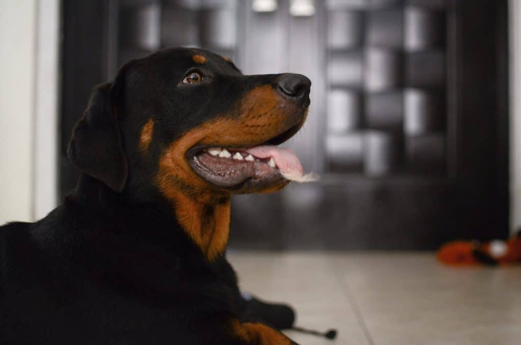 Quel maître pour un rottweiler ?