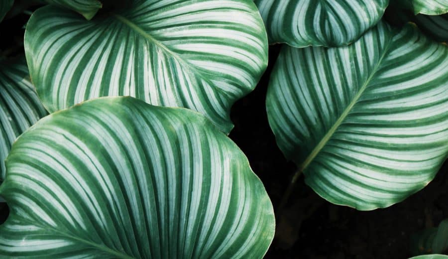 comment nettoyer les feuilles des plantes